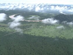 Aerial palm oil plantation, Maliau Basin, Sabah, Malaysia, Borneo Stock Footage