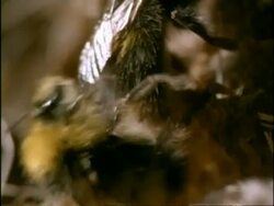 CU Tilt up, 2 Bumble Bees (Bombus pratorum) mating, England Stock Footage