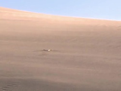 Sidewinding adder (Bitis peringueyi) in sand storm, Namibia Stock Footage