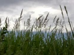 HD 1080i Grass blowing in West Texas Breeze 2 Stock Footage