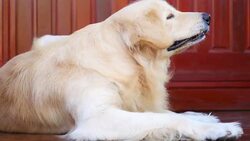 Golden Retriever Dog Scratching His Itchy Skin Stock Footage