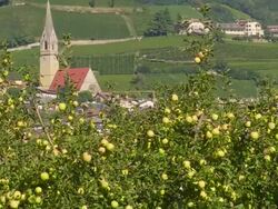 Apple Plantation in Front of Vine Village Tilt Up Stock Footage