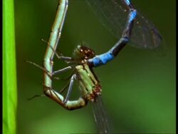 BCU 2 Damselflies (Enallagma cyathigerum) positioning during mating, England Stock Footage