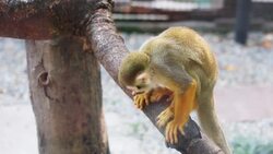 Squirrel monkey (Saimiri sciuereus) Stock Footage