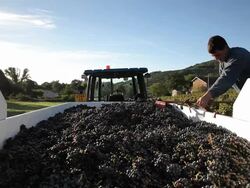 tractor trailer full of grapes Stock Footage