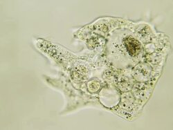 Microorganism - Amoeba Stock Footage