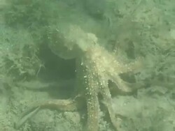Swimming octopus HD Stock Footage