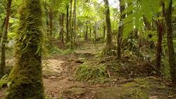 DS Tropical rainforest Stock Footage