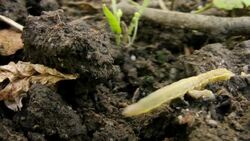 Caterpillar Stock Footage