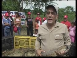 100 Orinoco crocodiles released into the wild News Clip
