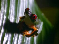 Red-eyed tree Frog (Agalychnis callidryas), frog on leaf, close up Stock Footage