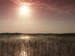 Wide Shot static - A helicopter flies over a marsh in the Florida Everglades / Florida, USA Stock Footage