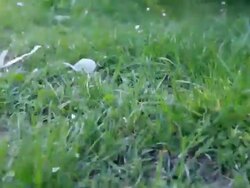 Mowing The Grass Stock Footage