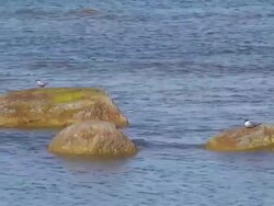 Seagulls on the Rocks Stock Footage