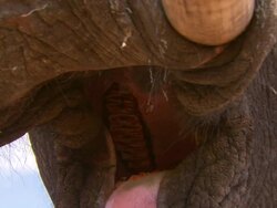 African Bush Elephant (Loxodonta africana) mouth and teeth, close up, Kenya Stock Footage