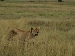 2 lionesses in savana grass, in a Mating game, one with a Transmitter Collar Stock Footage