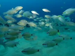WS Shot of School of cardinal fish swimming or drifting with surge including several Bengal snappers and various others / Matola, Maputo, Mozambique Stock Footage