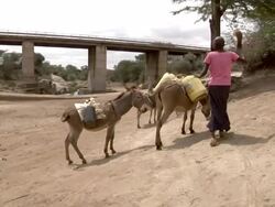Boy and girl lead donkeys out of dried-up river bed Stock Footage