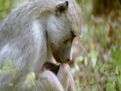 MS Yellow Baboon, Papio cynocephalus, with baby, Tanzania Stock Footage