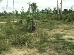 Fighting deforestation in the Brazilian Amazon News Clip