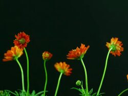 Cosmos flower blooming ,Time lapse Stock Footage