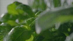 Sage and basil plant Stock Footage