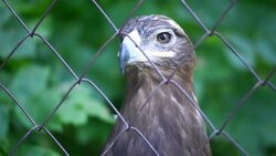 steppe eagle in zoo Stock Footage