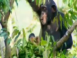 MCU Chimpanzee building nest with leaves, then sits content, eating Stock Footage