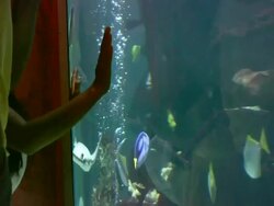 Aquarium Fish Stock Footage