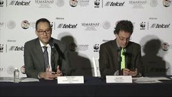 Monarch butterflies rebound 69 percent in Mexico, but numbers still dangerously low Instructional Video