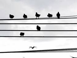 silhouette bird on electricity wire Stock Footage