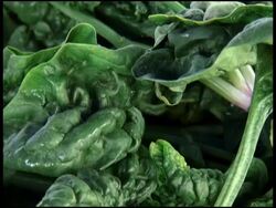 Fresh Organic Bloomsdale Spinach Stock Footage