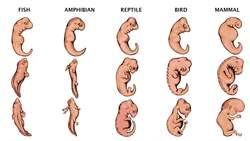 Understanding Developmental Homology Instructional Video