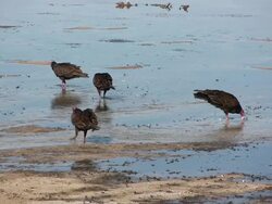 Vultures Cleaning Up Stock Footage