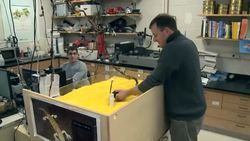 Sandfish Lizard Slithers Into Science Spotlight Instructional Video