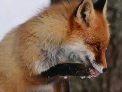 Fox washes Stock Footage