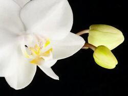White Orchid Opening; TIME LAPSE Stock Footage