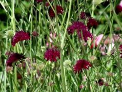 MS View of bloom red knautia flowers / Koblenz, Rhineland-Palatinate, Germany Stock Footage