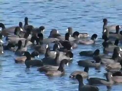 American Coots Stock Footage