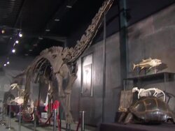 Diplodocus skeleton 'Misty' sold at auction News Clip