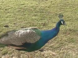 Bleu peacock (pavo cristatus) Stock Footage