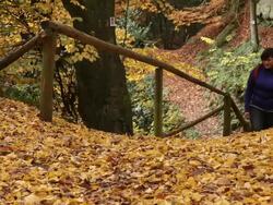 MS Two hiker women walking through autumn forest  / Kastel-Staadt, Rhineland-Palatinate, Germany Stock Footage