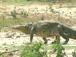 MCU Panning left, Crocodile walking across land, High walk Stock Footage