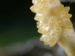 Extreme close-up of a Cordyceps fungus releasing spores Stock Footage