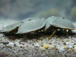 Horseshoe crab shell Stock Footage