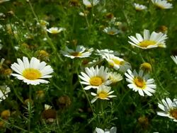 Garland chrysanthemum Stock Footage