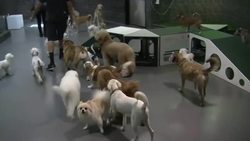 Los Angeles see a boom in probiotic foods for pets News Clip