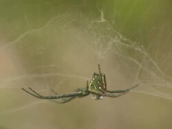 CU R/F Colorfull spider hanging on spider webb / Japan Stock Footage