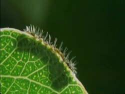 CU Caterpillars crawling on leaf, Botswana, Africa Stock Footage