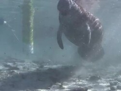 Manatee Close Up Stock Footage